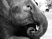 elephants #14