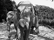 elephants #16