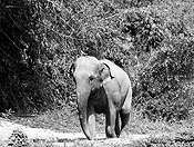 elephants #19