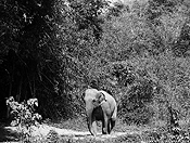 elephants #20