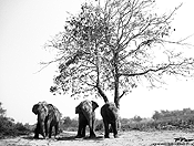 elephants #23