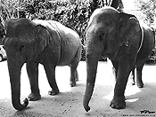 elephants #24