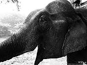 elephants #3