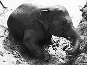 elephants #34
