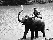 elephants #36