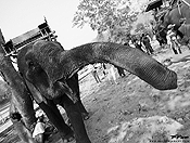 elephants #7