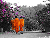 monks #13