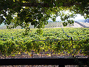 vineyards #33
