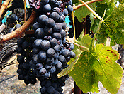 vineyards #4