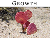 Growth