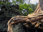 Ta Prohm #11