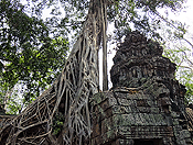 Ta Prohm #8